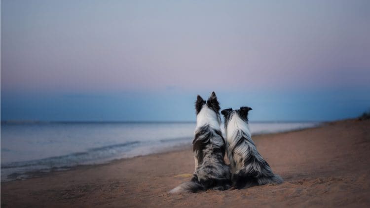 Two dogs representing two factors of GDPR